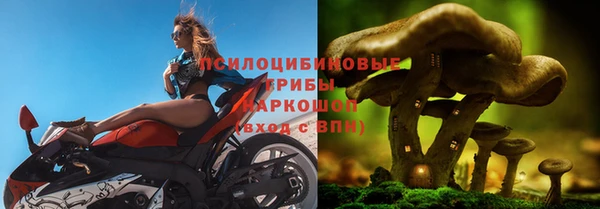 прущие грибы Ладушкин